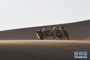 网红沙漠骆驼歌曲大全,探寻西域风情，感受民谣魅力