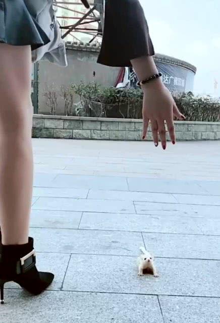 网红裤衩一万多,揭秘时尚界的奢华新潮流