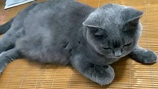 猫吃大面瓜,揭秘猫对大面瓜的疯狂喜爱