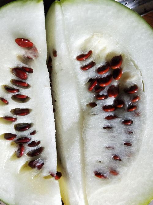 马吃瓜为什么只吃皮,揭秘马吃瓜的独特喜好